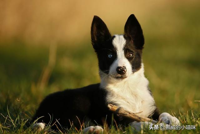 狗感冒了吃什么药好得快（狗感冒了买什么药比较好）