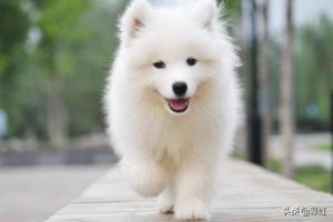 萨摩耶图片小狗图片（萨摩耶图片真实图片）