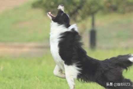边境牧羊犬怎么养才会成熟