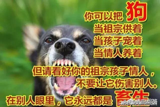 在哪里可以买到宠物狗（在哪里购买宠物狗）