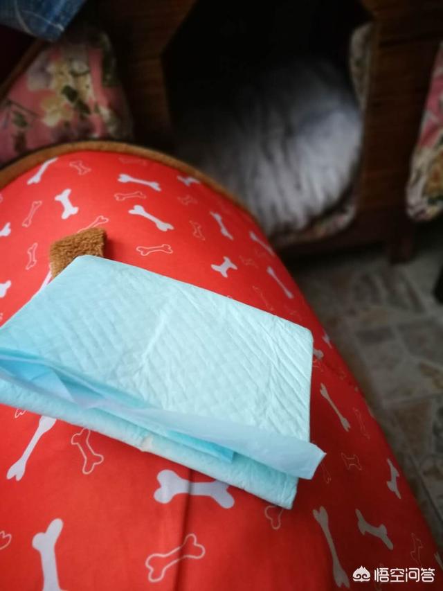 狗狗来姨妈了怎么办（狗狗来姨妈了咋办）