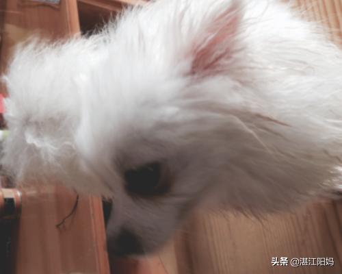 宠物怎么驱虫操作（宠物怎么驱虫操作流程）