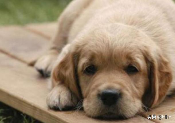 狗狗发烧了怎么办最快最有效