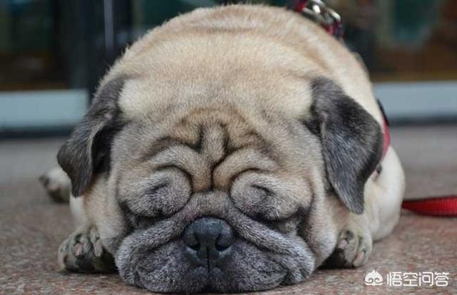 骨嘴沙皮狗怎么斗狗（骨嘴沙皮狗吧）