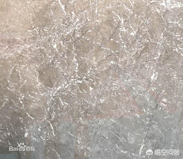 意大利灰犬图片（意大利灰狗是不是禁养犬）