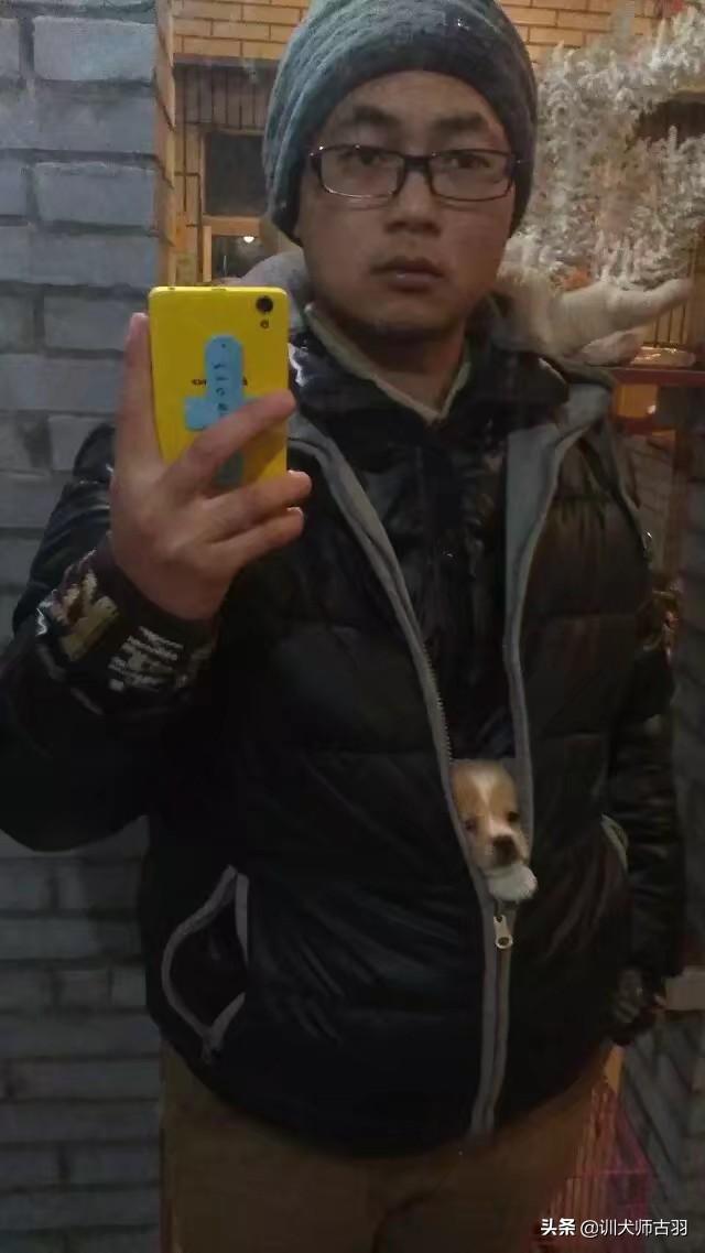 便宜宠物狗幼犬（便宜的幼犬）