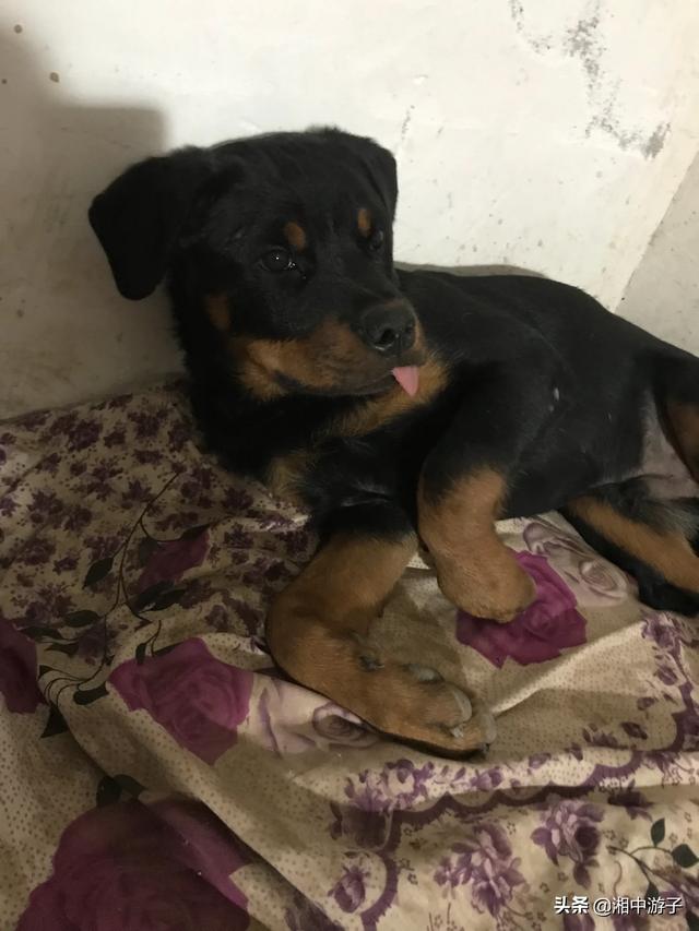 罗威纳的价格（罗威纳的价格一般多少钱一只）