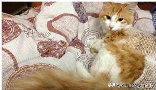 狗狗绝育后会记恨主人吗（狗狗绝育后会不会听话）