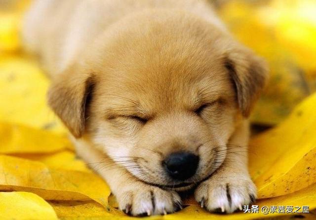 介绍一种事物小狗作文（介绍一种事物写小狗作文）