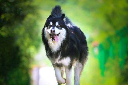 阿拉斯加雪橇犬贵吗（阿拉斯加雪橇犬长啥样）