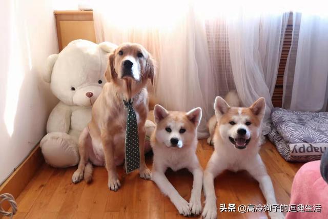 怎样选胆大的狗（怎么挑选胆子大的狗）