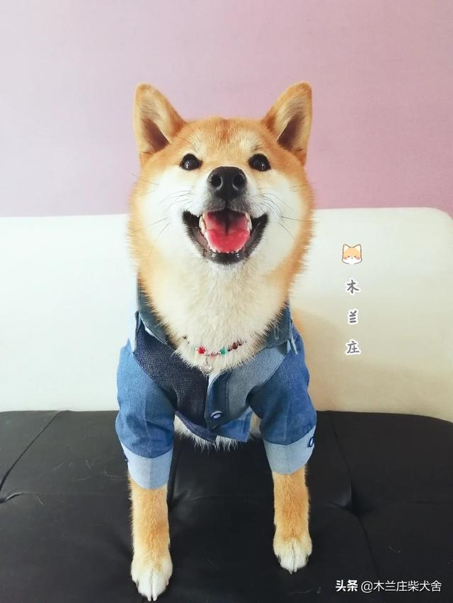 买狗的人把狗买去干嘛（买狗后悔了送回给卖狗的）