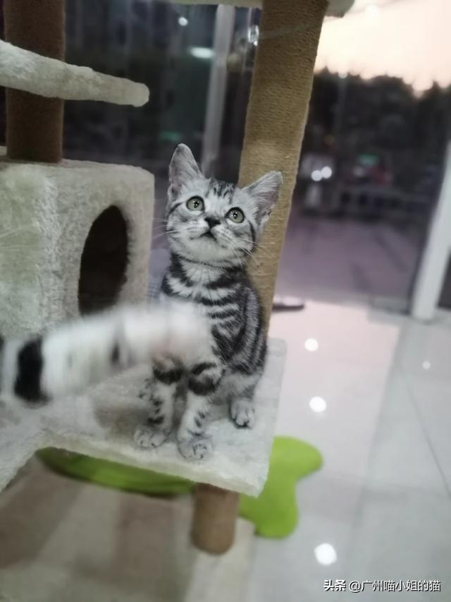 狗粮吃什么牌子的好（狗粮什么牌子好吃又营养）