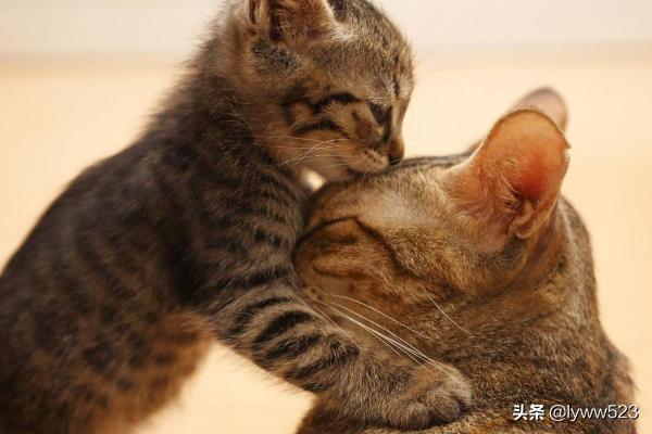 幼猫怎么确定猫认主人了（小猫怎么才算认主人）