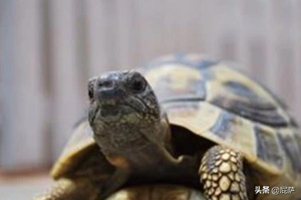 家里如何饲养乌龟（家里如何饲养乌龟呢）
