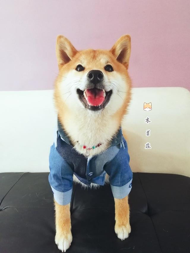 昨晚太想要了就和泰迪（昨晚太想要了和我家泰迪）