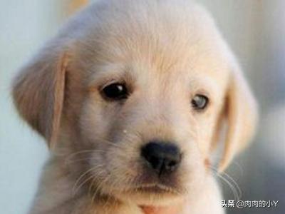 宠物狗起名字霸气点的（宠物狗名字洋气可爱潮流）