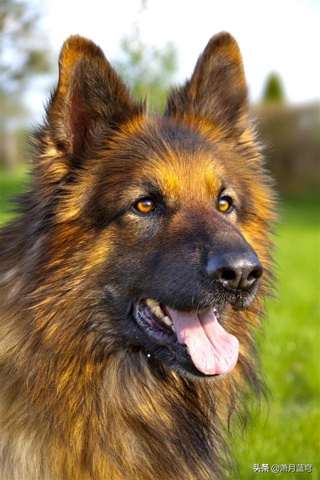 狗狗多大可以进行一些简单的训练