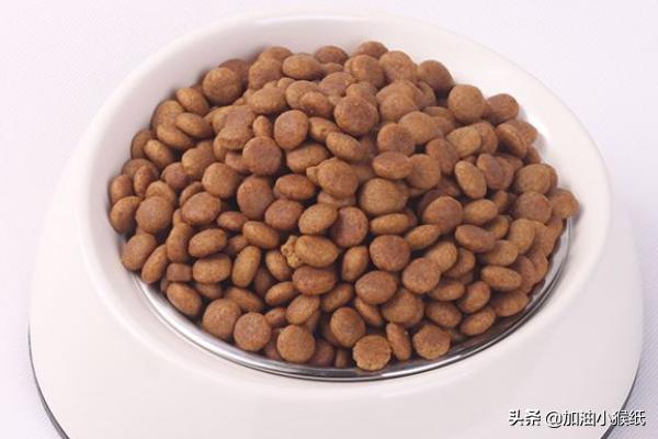 两个月泰迪怎么养（两个月的泰迪怎么养应该注意什么）