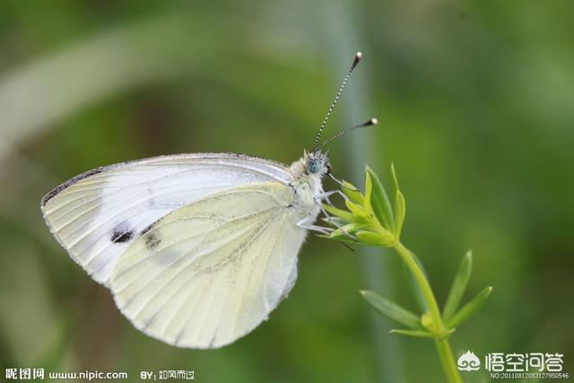 蝴蝶图片图片（蝴蝶图片大全大图唯美）