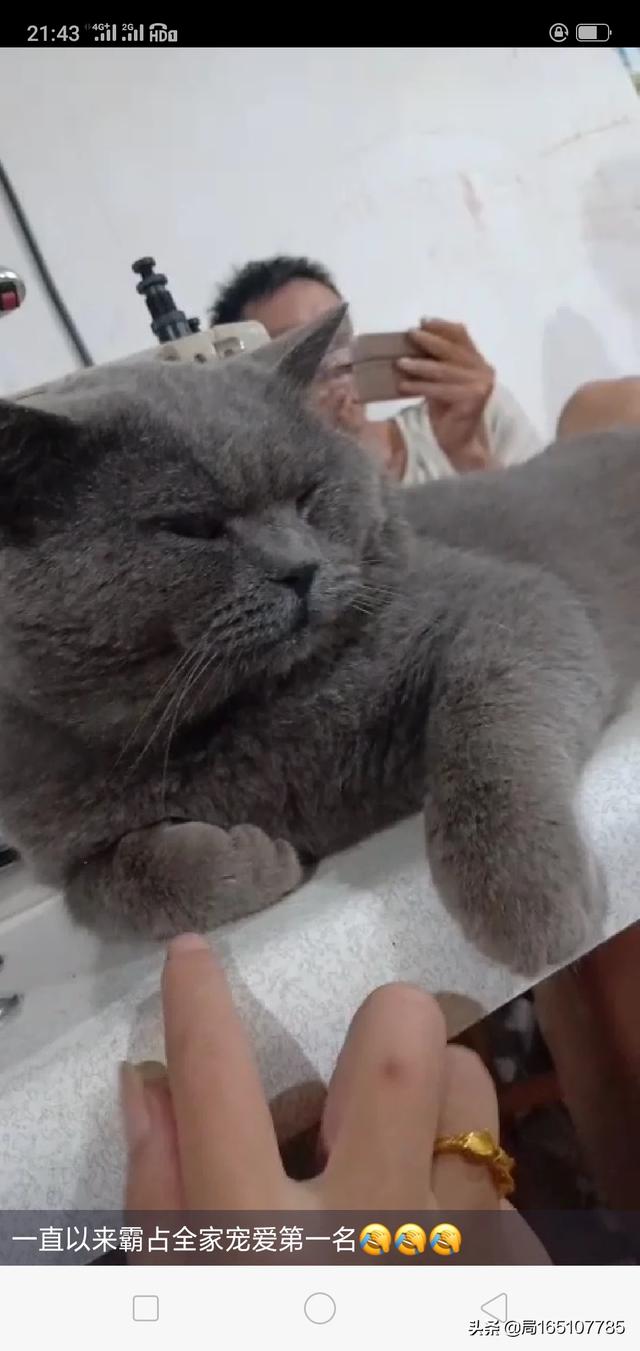 英短蓝猫性格怎么样（英短蓝猫的个性）