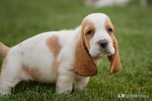 如何教育狗狗正确上厕所（怎么教狗狗上厕）