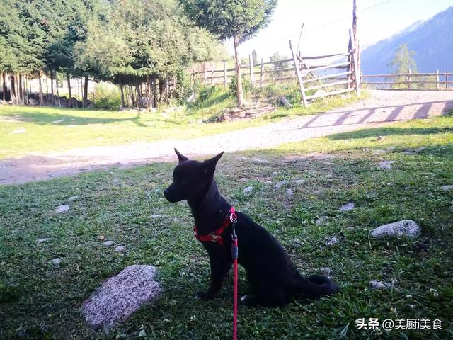 北京正规宠物领养（北京正规宠物领养机构）