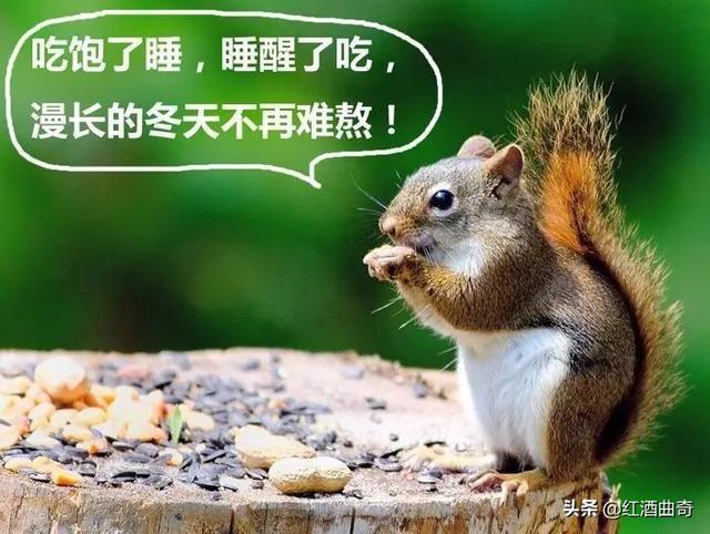 还有哪些动物冬眠（还有哪些动物冬眠的句子吗）