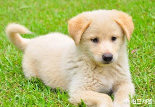 怎么让狗狗不在家里大小便（如何让狗狗不在家里拉屎）