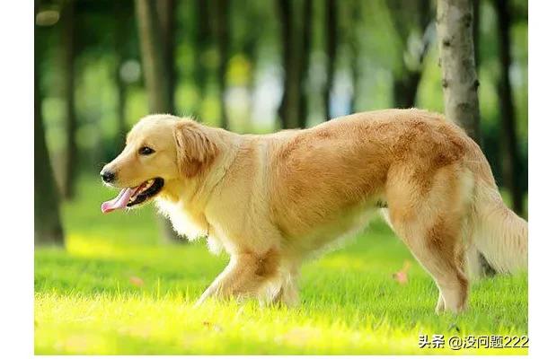 金毛狗狗的特性（金毛的特征和特点的简介）