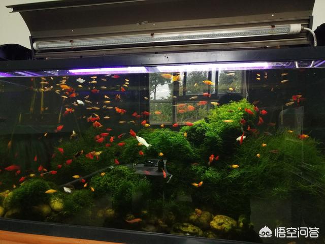 淡水鱼种类大全 南方（南方淡水鱼品种）