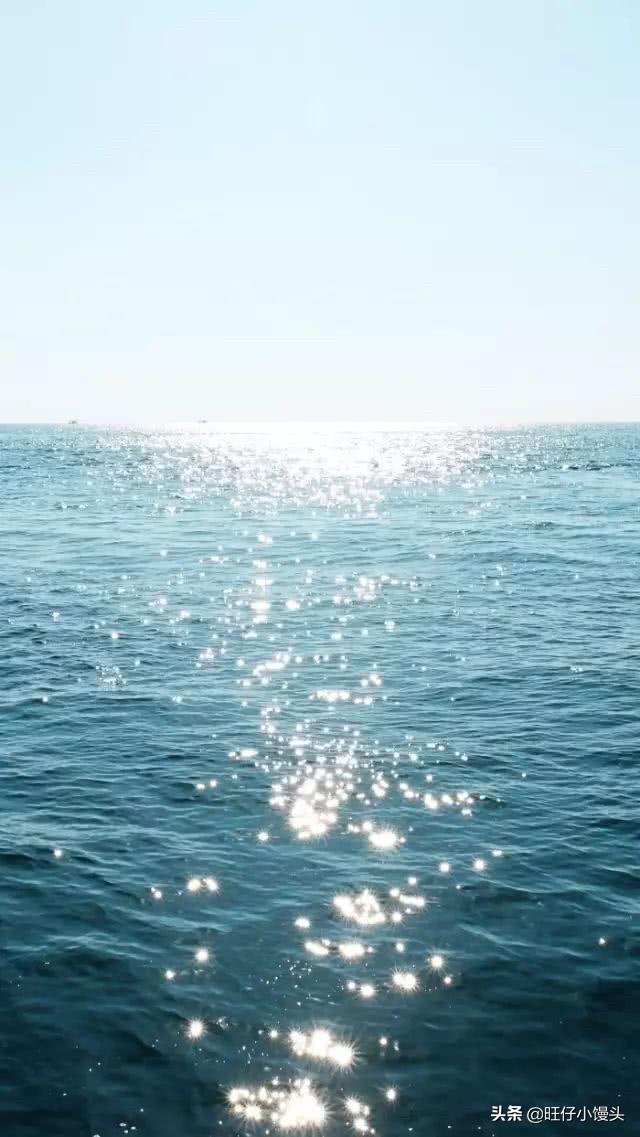 养什么宠物好养又干净安静（养什么宠物最安静）