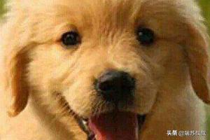 巧克力为什么不能给狗（为什么巧克力对狗致命）