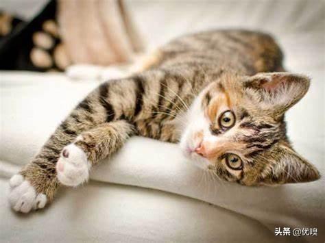 猫狂犬病发病症状前兆（猫狂犬病发病症状前兆有哪些）