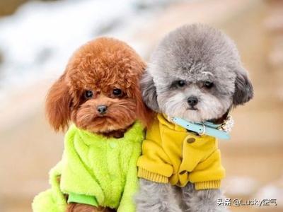 比熊和泰迪对比照片（比熊和泰迪对比照片大全）