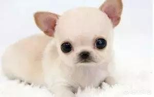 适合女孩养的宠物狗（最适合女孩养的十大狗狗(小型)）