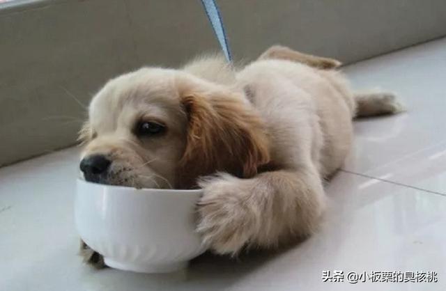 狗吃什么会死吗（狗狗吃什么食物会导致死亡）