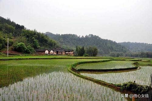 所有宠物狗的名字照片大全（你可以给我讲一下所有的宠物犬的名字）