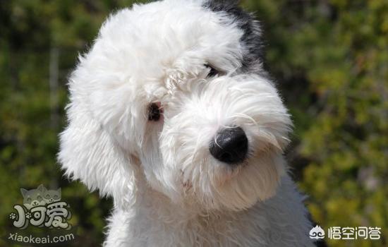 狗狗什么时候来例假（狗狗啥时候来大姨妈）