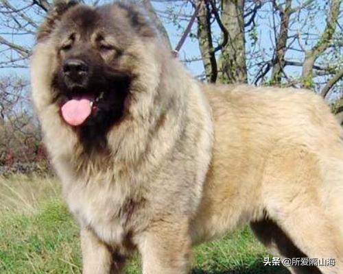 高加索犬和小女孩（高加索犬和小女孩哪个好）