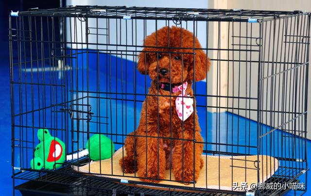 狗鼻子上长癣图片（狗鼻子上长癣图片流血）