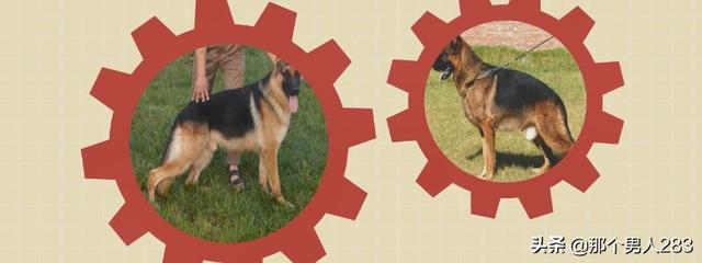 怎样训练东德牧羊犬（怎样训练东德牧羊犬吐球）