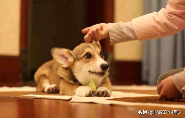 柯基六个月掉毛严重（柯基六个月掉毛严重怎么办）