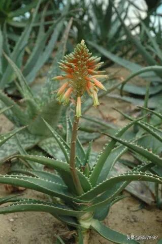 不夜城芦荟开花（不夜城芦荟开花吗养几年开花）