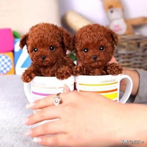 纯种宠物狗价格（纯种宠物狗价格排行榜）