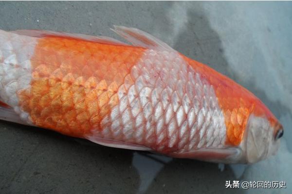 松鳞病用什么药（松鳞病的鱼能吃吗）