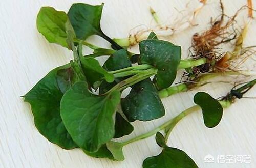 今年最火的猪图片（2020最火猪头像）