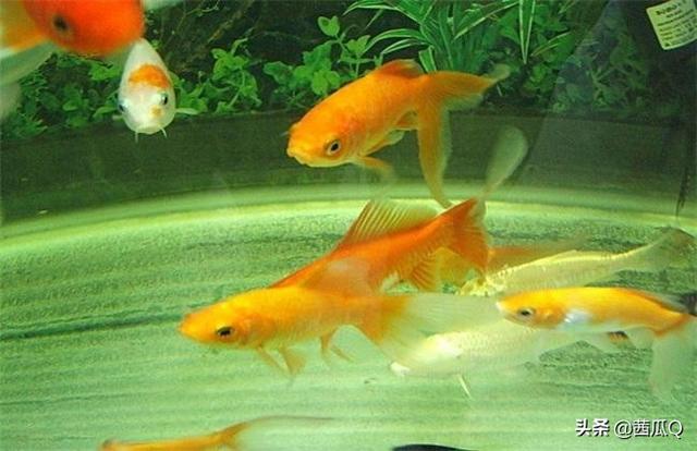 宠物鱼品种名字及图片（宠物鱼图片名称大全）