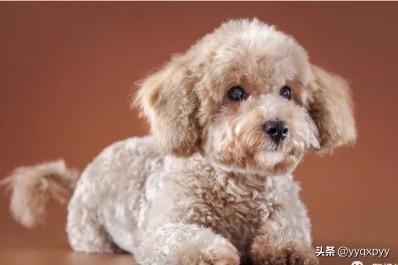 纯种泰迪鼻头是什么颜色（纯种泰迪鼻子长吗）