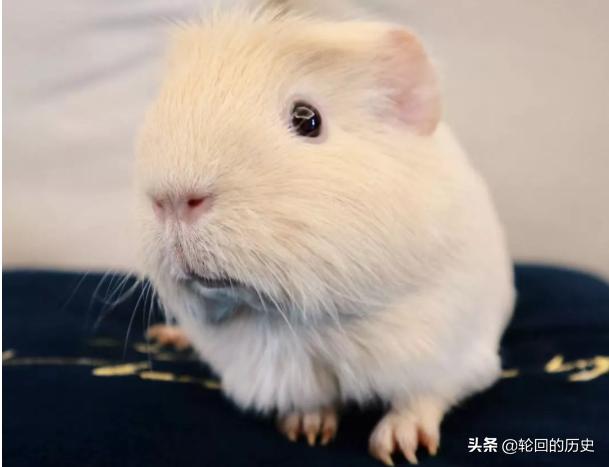 豚鼠怎么养亲近人（豚鼠怎么养繁殖视频）